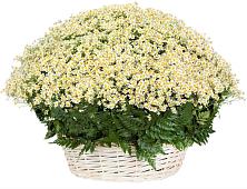 Цветочная композиция из Ромашки в корзине #REPLACE_PRED# Зункаре